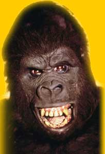 DVD King Kong : King Kong en DVD dition Collector - King Kong 1976 en DVD
