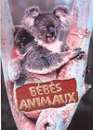  Les bbs animaux : Les marsupiaux 